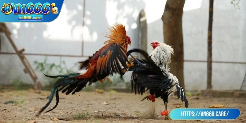Giao diện dễ dùng, tỷ lệ cược được cập nhật theo thời gian thực