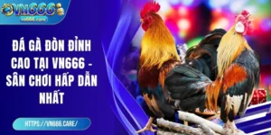 Đá gà đòn đỉnh cao tại VN666 - Sân chơi hấp dẫn nhất