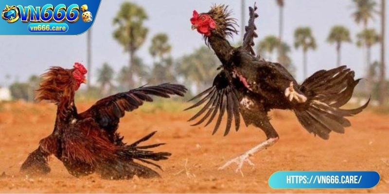 Đá gà đòn đề cao kỹ năng, thể lực, chiến thuật của chiến kê