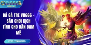 Đá gà tre VN666 - Sân chơi kịch tính cho dân đam mê